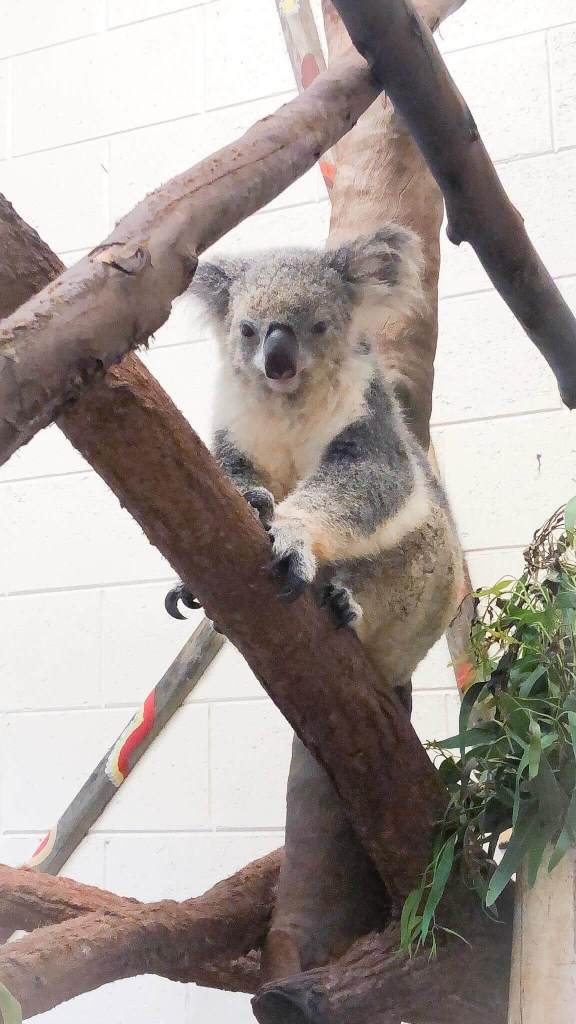 the koala experience at the palm beach zoo