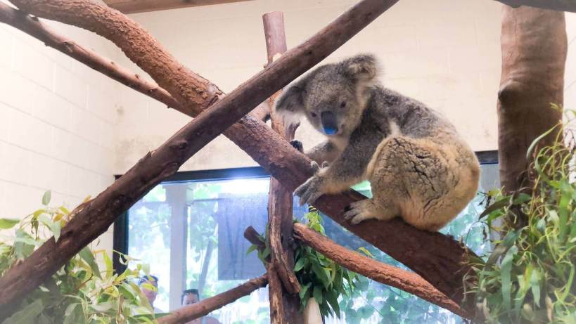 The Koala Experience at the Palm Beach Zoo