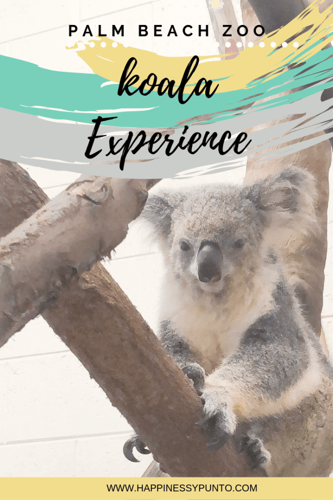 Have you tried the koala experience at the Palm Beach Zoo in florida?
it is a great kid activity for the summer
